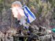 Hezbollah Suffers Heavy Losses in Deadly Day of Battle with Israel