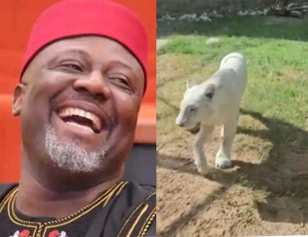 Moment Dino Melaye Was Looking At A White Lion After He Visited His Friend's Zoo, Nigerians Reacts